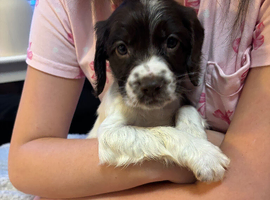 English springer spaniel puppy