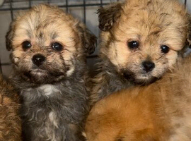3 Adorable Pomapoo Puppies