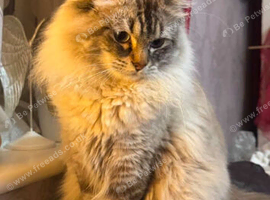 Stunning purebred male ragdoll (intact)