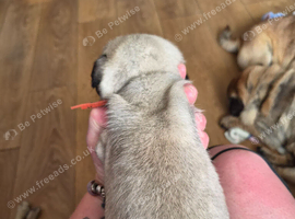 1 male pug puppy for sale