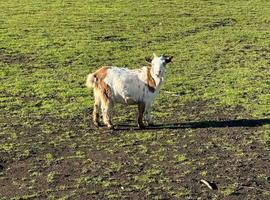Female pigmy goats
