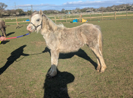 Registered A filly
