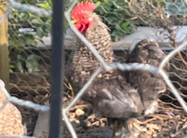 Penkin cockerel