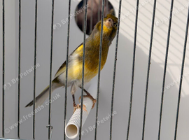 2025 male canary started to sing