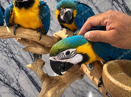 Friendly Baby HandReared Super Tame Cuddly Blue & Gold Macaw Parrot,13