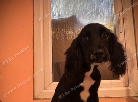 Beautiful black cocker spaniel girl