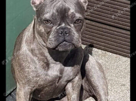 Flo French Bulldog