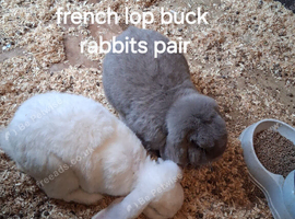 Pure French lop adult rabbits for sale