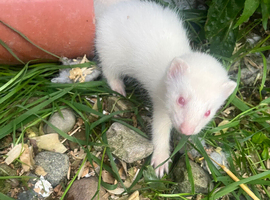 Albino Ferret Kits - ready now