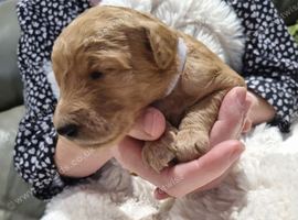 Beautiful F2b Goldendoodle puppies
