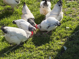 Light Sussex bantam