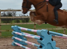 Barry &ndash; 13.2hh Chestnut Welsh Cross Cob Gelding