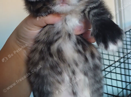 Main coon cross kittens