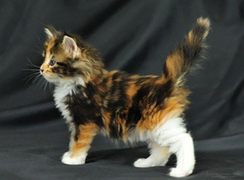kitten for sale
