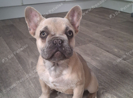 KC french bulldog pups