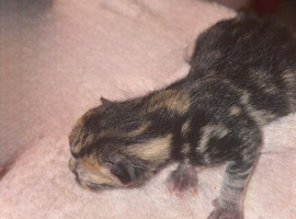 3 beautiful kittens