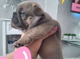 French bulldog pups (kc reg )