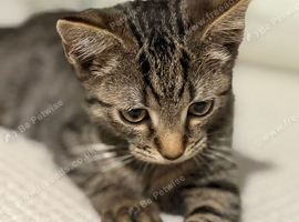 Beautiful tabby girl