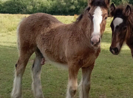 Traditional colt foal