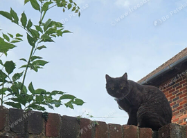 Chocolate stunning affectionate boy
