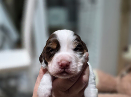 Beautiful working cocker spaniel puppies