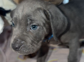 Cane Corso pups