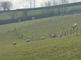 Pet ewes for hobby small holding