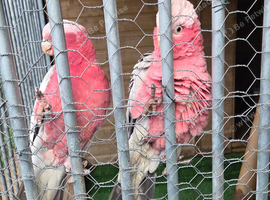 Garla cocktoos