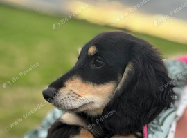 Long haired mini dachshund