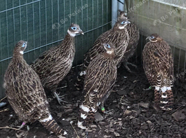 2026 Himalayan Monal pheasant hens