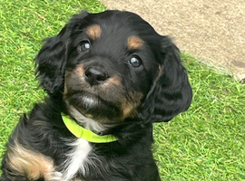 Boy looking for forever home