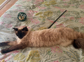 Missing cat