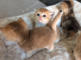 Loving Homes Wanted for Four Golden British Shorthair Kittens