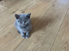 Lovely British shorthair kittens