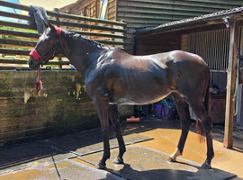 16hh beautiful dark bay stocky mare allrounder