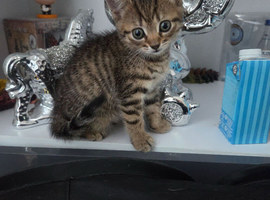 Kittens tabby and ginger