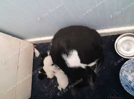5 kittens for sale
