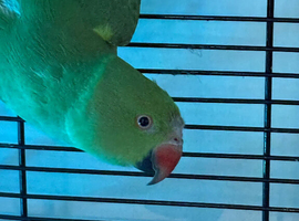 Alexandrian ringneck parrot