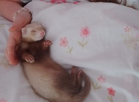 9 week old ferret (Female)