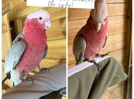Garla Cocktoo