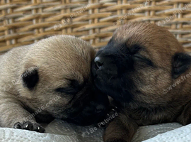 Gorgeous Cairn Terrier Puppies