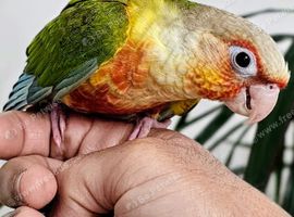 Tamed Pineapple conure & cage, hand reared, very talkative