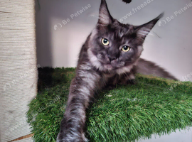 Maine coon females