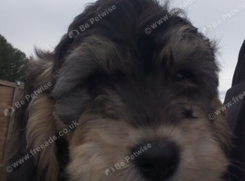 Beautiful Cockapoo Puppies &ndash; 2 Girls Available