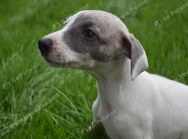 Stunning Pedigree Whippets Boys and Girls KC