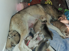 3 puppies left for sale out of a litter of  6 (reduced price )