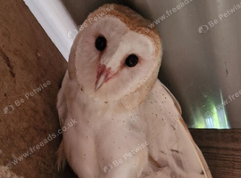 2 x female barn owls