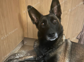 8 Belgian malinois cross whippet puppies for sale