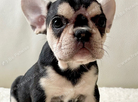 French Bulldog Puppy!