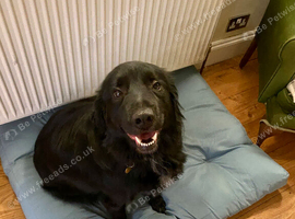 Gentle 7‑Year‑Old Spaniel/Retriever Cross Looking for a Loving Home